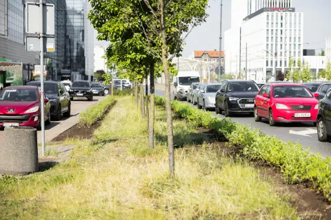 Las Łagiewnicki z nowymi atrakcjami. Będzie ścieżka w koronach drzew, wieża widokowa i kładki edukacyjne