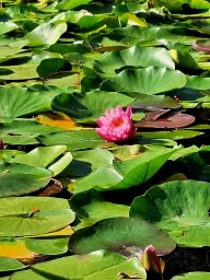 To jedno z najpiękniejszych miejsc w regionie - Arboretum w Rogowie. Miejsce to czeka wielka zmiana.  