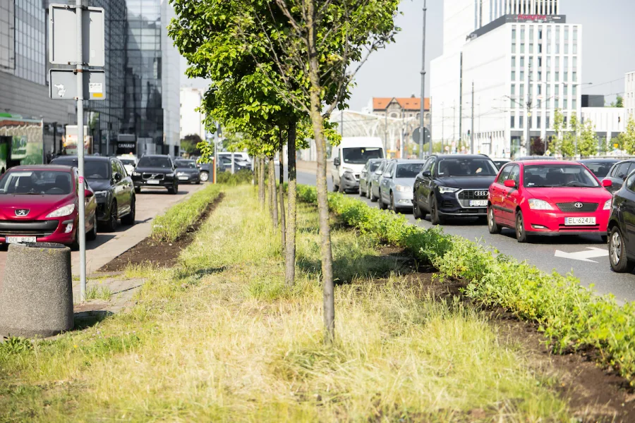 Przy al. Piłsudskiego posadzą 600 nowych roślin. Róże i śnieguliczki w centrum Łodzi