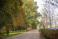 Prawie 120 nowych drzew przy trasie W-Z. Łódź wykorzystuje jesień na zazielenianie miasta