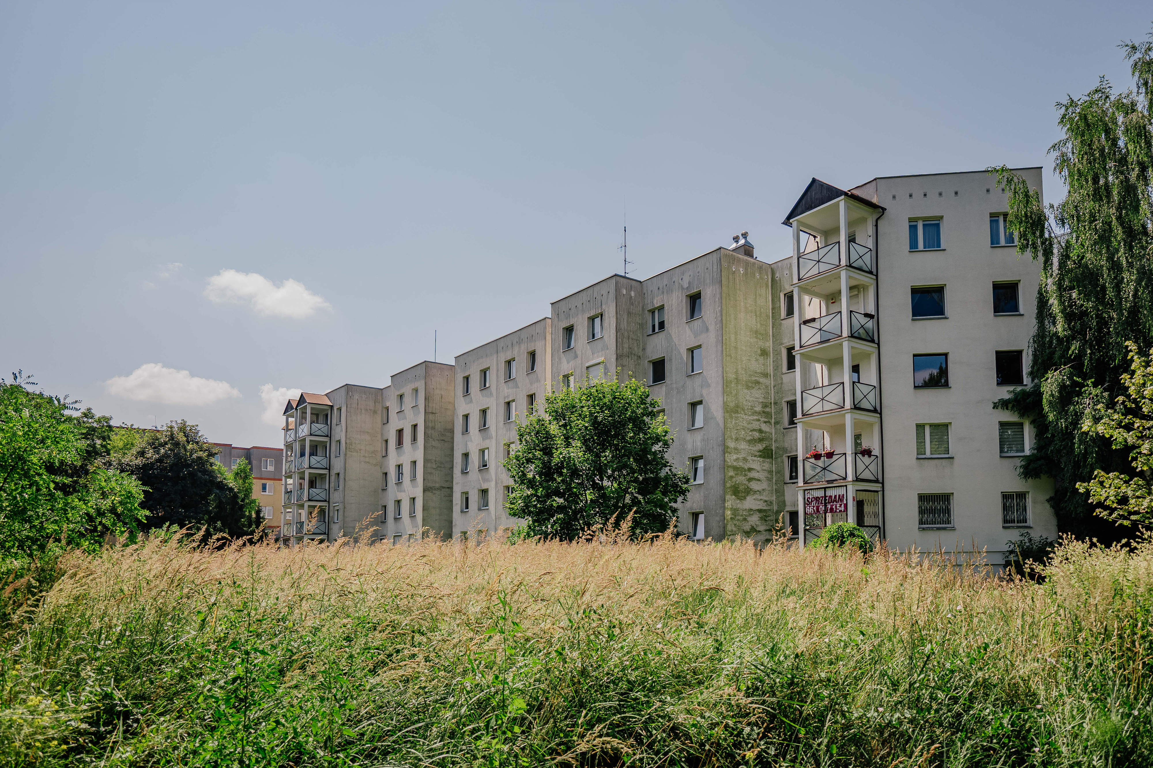 Park Puchalskiego na Bałutach w Łodzi czeka zielona metamorfoza. Pojawi się blisko 1500 nowych roślin