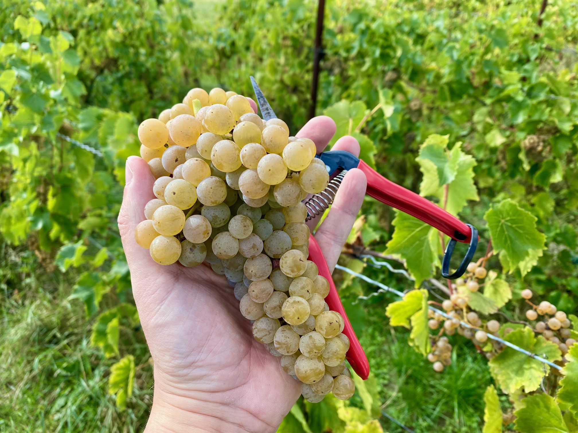 Winnice w Łódzkim – dzieje się!