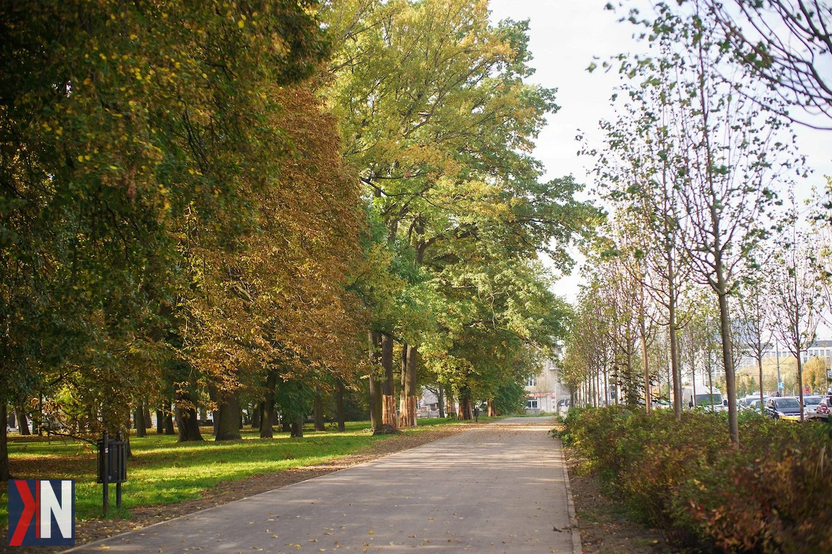 Prawie 120 nowych drzew przy trasie W-Z. Łódź wykorzystuje jesień na zazielenianie miasta